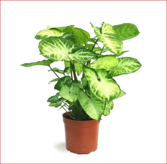 PlantHubb - Green Syngonium