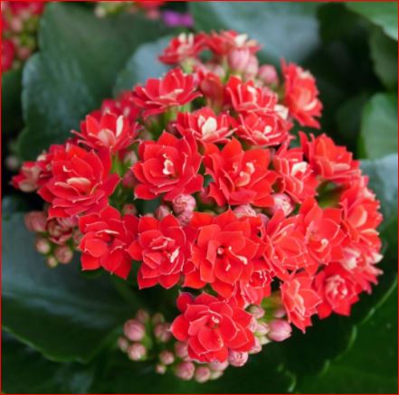 PlantHubb - Kalanchoe blossfeldiana or Flaming Katty