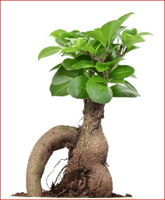 PlantHubb - Ficus  Bonsai Plant