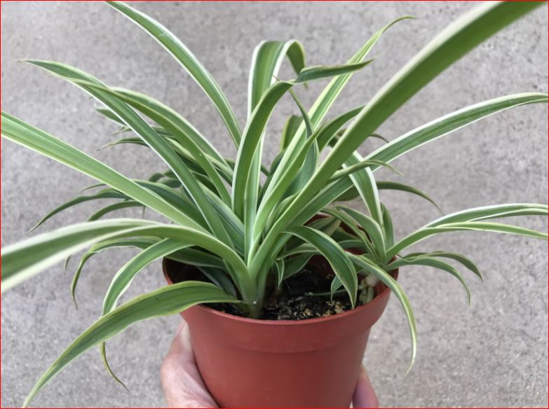 PlantHubb - Variegated spider grass