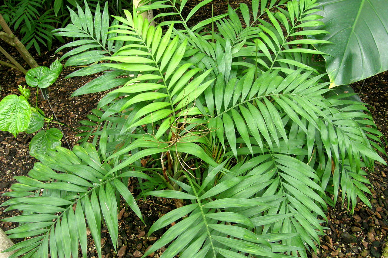 PlantHubb - Parlour Palm or Chamaedorea Elegans
