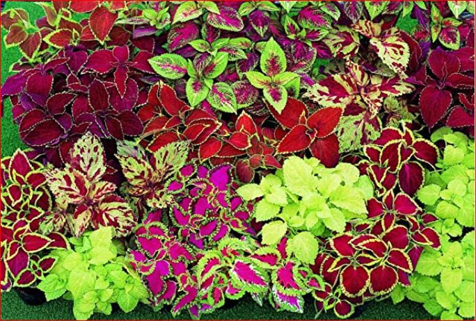 PlantHubb - Coleus