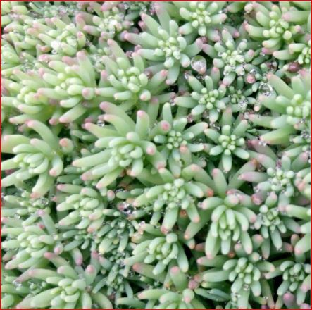 PlantHubb - Donkey's Tail or Burro's tail