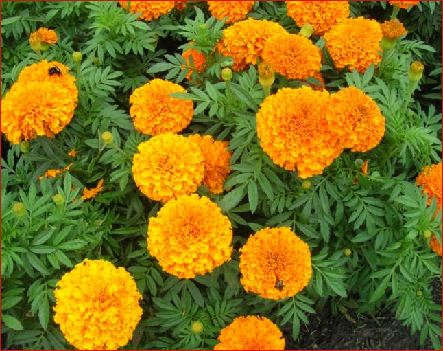 PlantHubb - Marigold