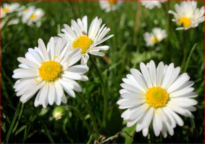 PlantHubb - Daisy