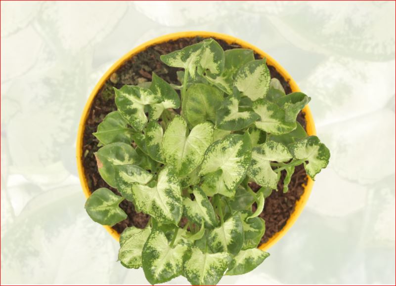 PlantHubb - Mini Green Syngonium