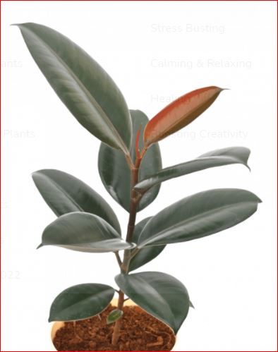 PlantHubb - Rubber Plant or Ficus Elastica