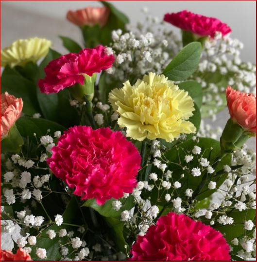 PlantHubb - Carnations