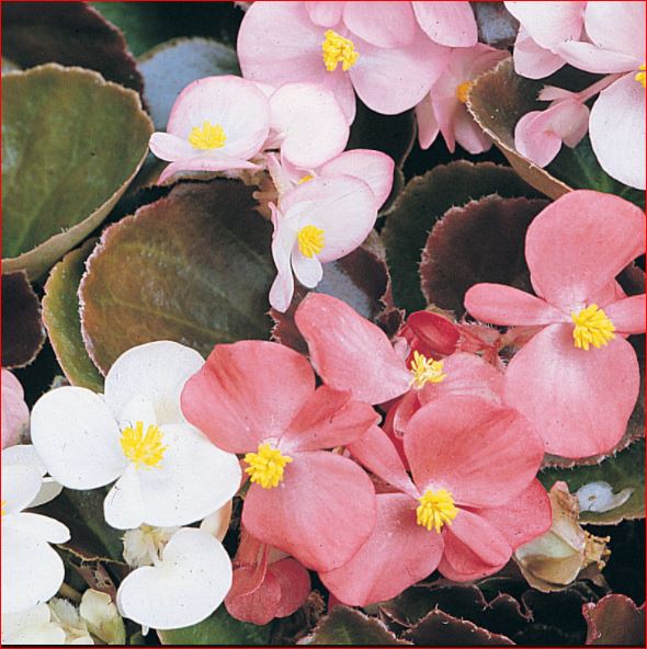 PlantHubb - Begonias