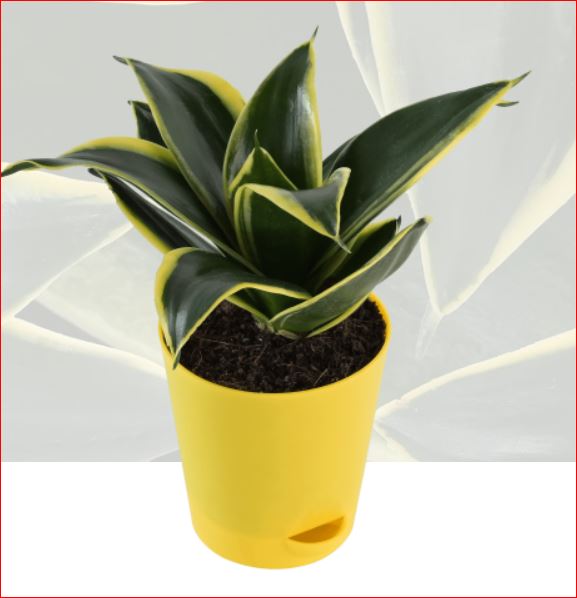 PlantHubb - Dwarf Snake Plant or Sansevieria trifasciata