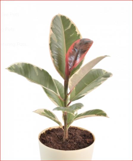 PlantHubb - Tineke Rubber Plant or Variegated Rubber plant