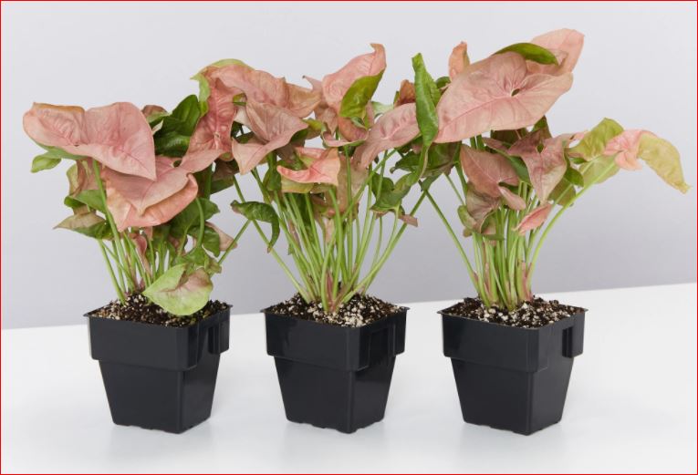PlantHubb - Red Syngonium
