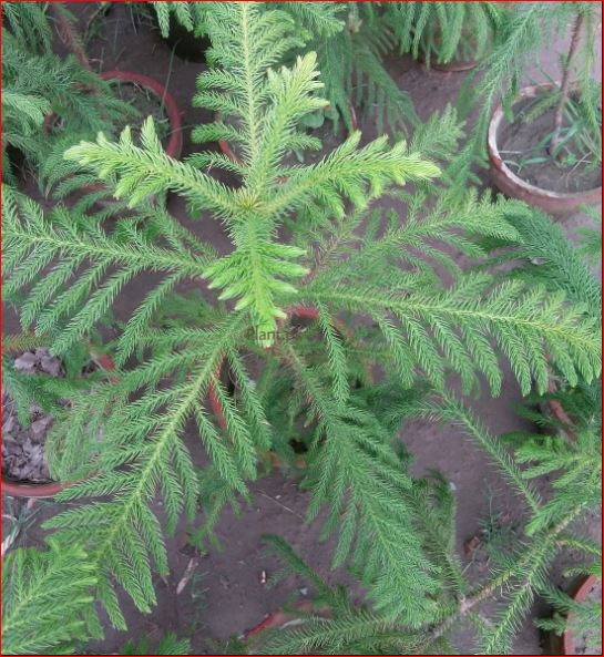 PlantHubb - Chrismas-tree or Araucaria plant