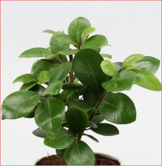 PlantHubb - Ficus Compacta plant