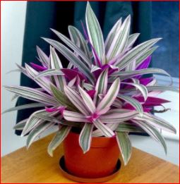 PlantHubb - Rhoeo Plant