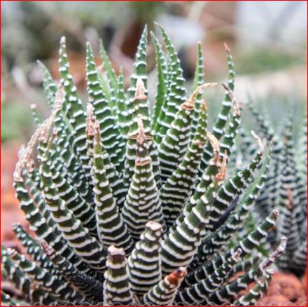 PlantHubb - Zebra Plant Or Haworthia Fasciata