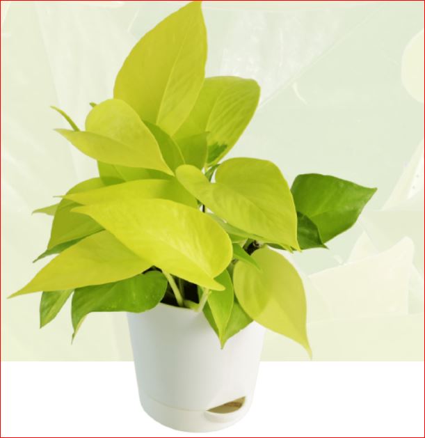 PlantHubb - Golden Pothos or Money Plant
