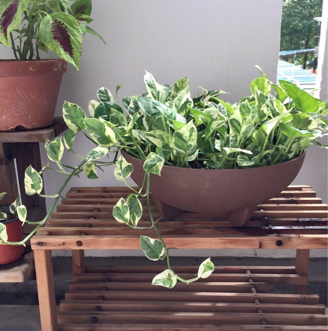 PlantHubb - Varigated Money Plant
