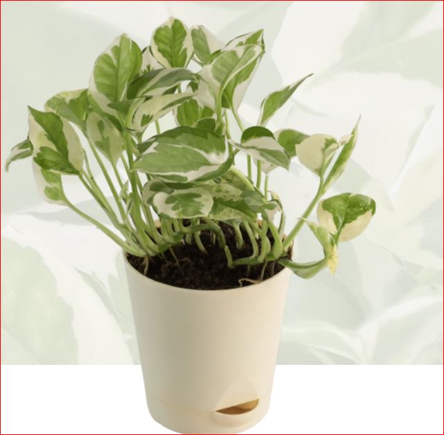 PlantHubb - Money Plant