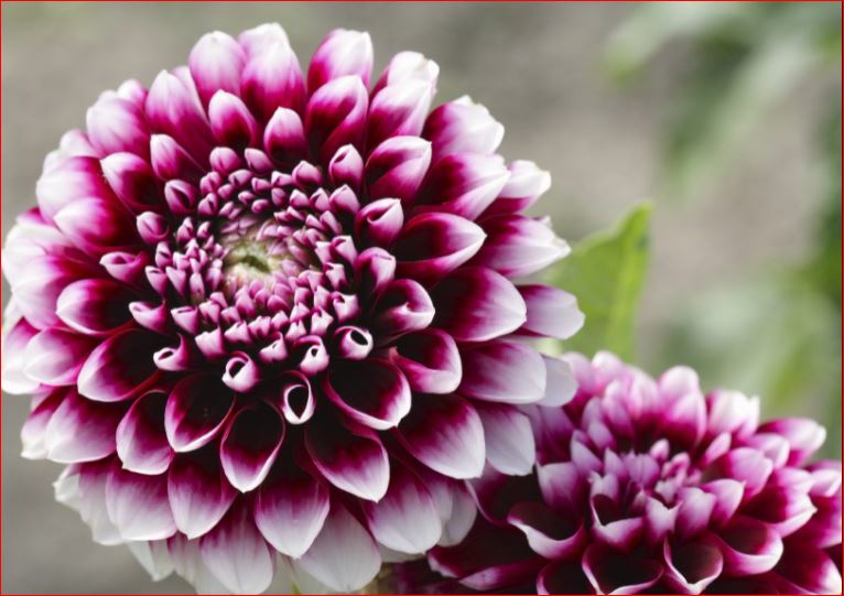 PlantHubb - Dahlias