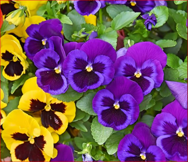 PlantHubb - Pansy