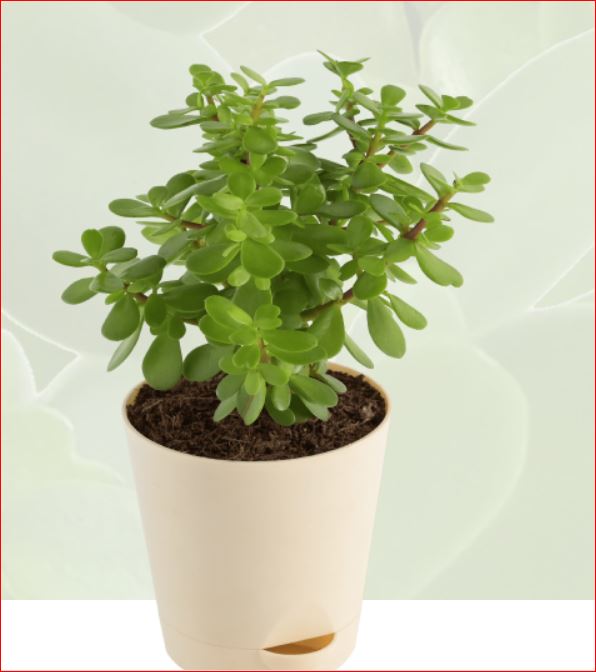 PlantHubb - Jade Plant/Friendship Tree