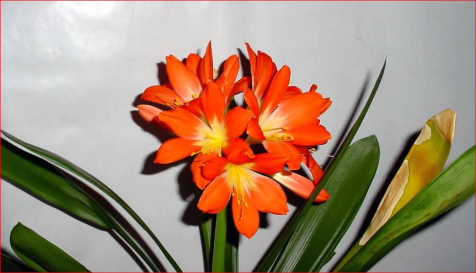 PlantHubb - Clivia Lily