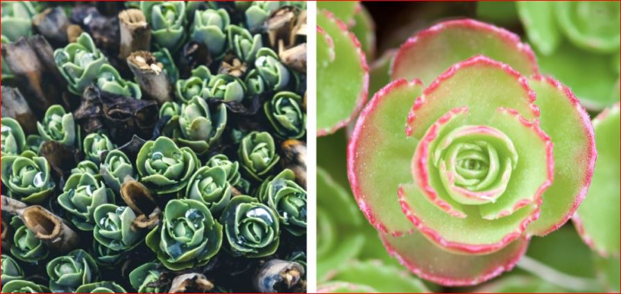PlantHubb - Roseum or Sedum spurium