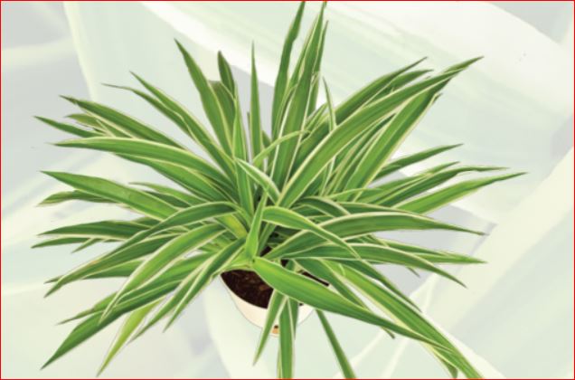 PlantHubb - Spider Grass