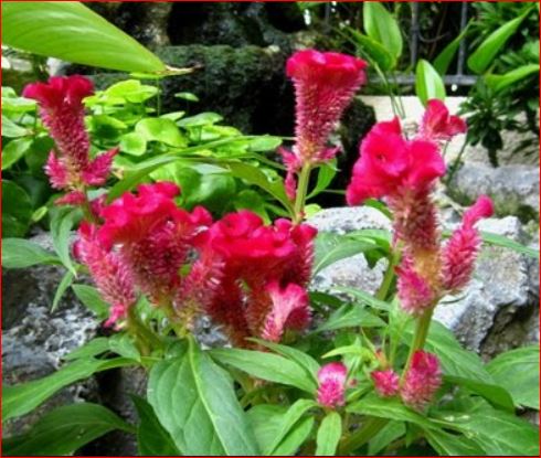 PlantHubb - Velvet Flower or Cockscomb
