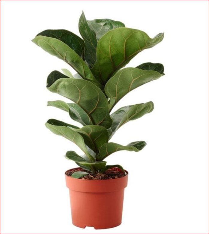 PlantHubb - Ficus Lyrata Bambino or Dwarf Fiddle Leaf Fig - Plant