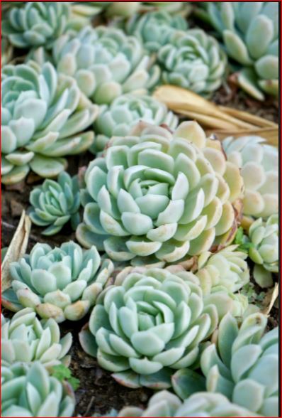 PlantHubb - Echeveria