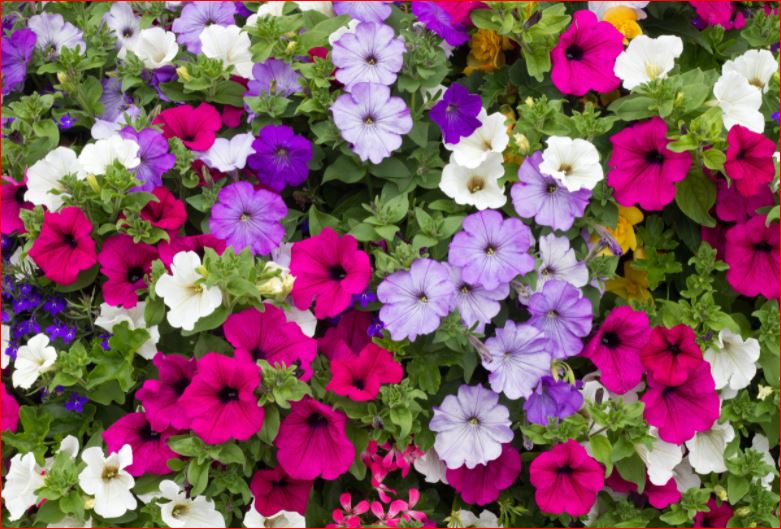 PlantHubb - Petunia