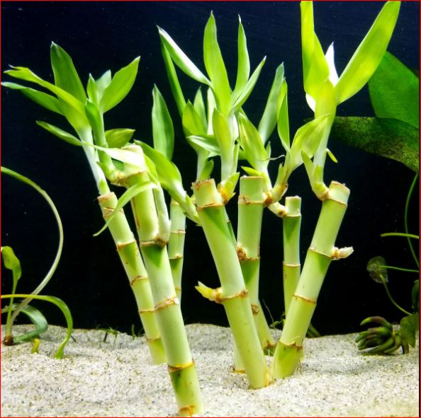 PlantHubb - Lucky Bamboo