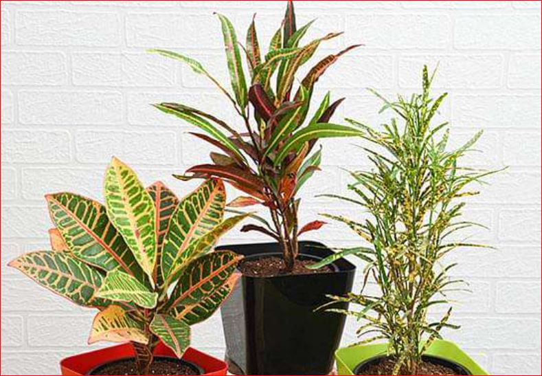 PlantHubb - Crotons