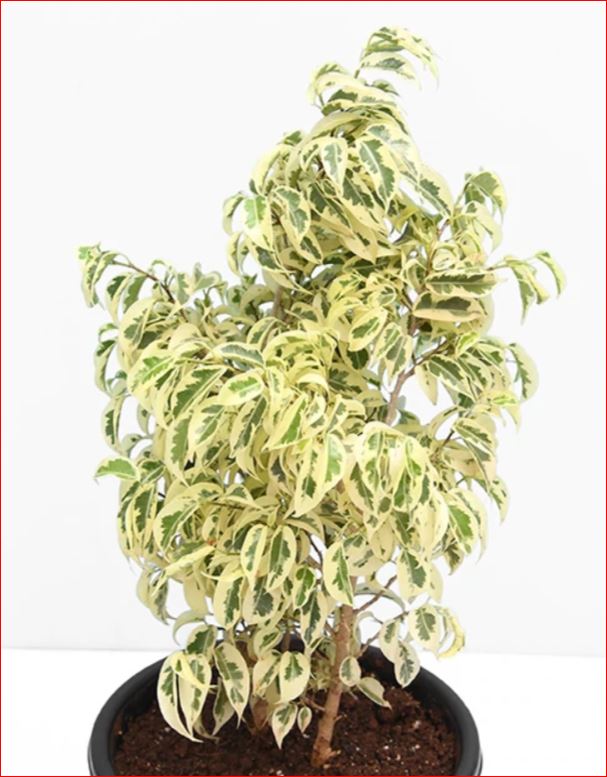 PlantHubb - Ficus or Star Light Ficus