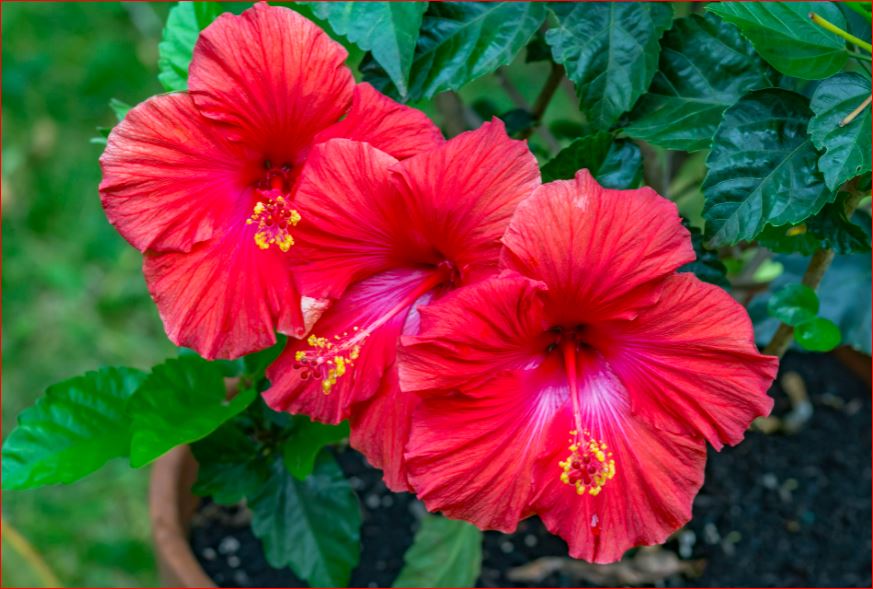 PlantHubb - Tropical Hibiscus