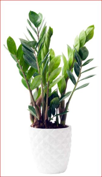 PlantHubb - Zizy or Candy Cane Plant