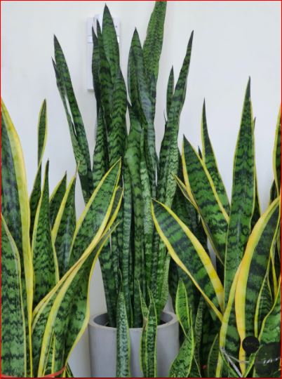 PlantHubb - Snake Plant or Sansevieria trifasciata