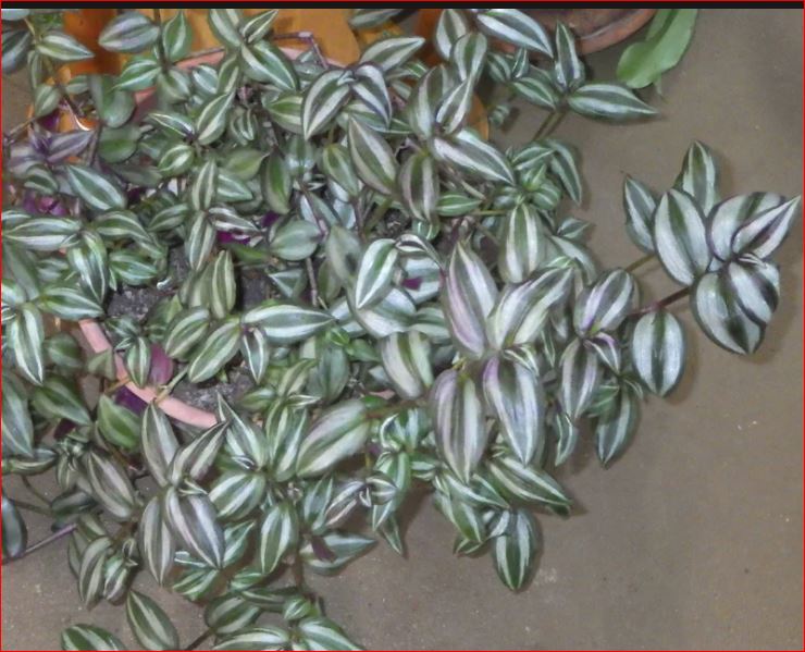 PlantHubb - Violet Hill Tradescantia or Zebrina Trailing Wandering Jew Houseplant