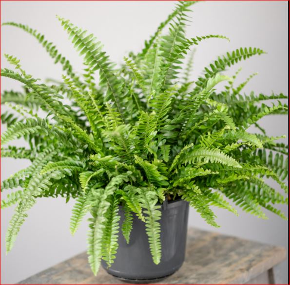 PlantHubb - Boston Fern or Nephrolepis Exaltata