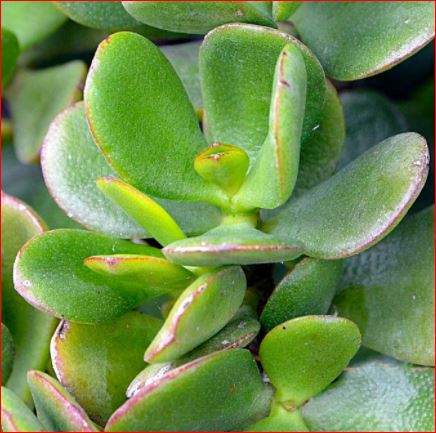 PlantHubb - Crasula Ovata