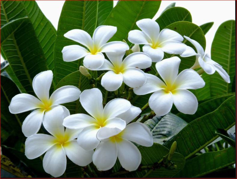 PlantHubb - Plumeria or Champa